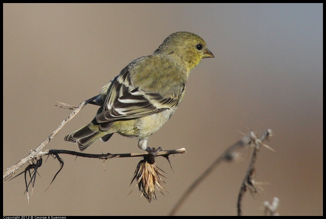 1106-090325-01.jpg - Lesser Goldfinch