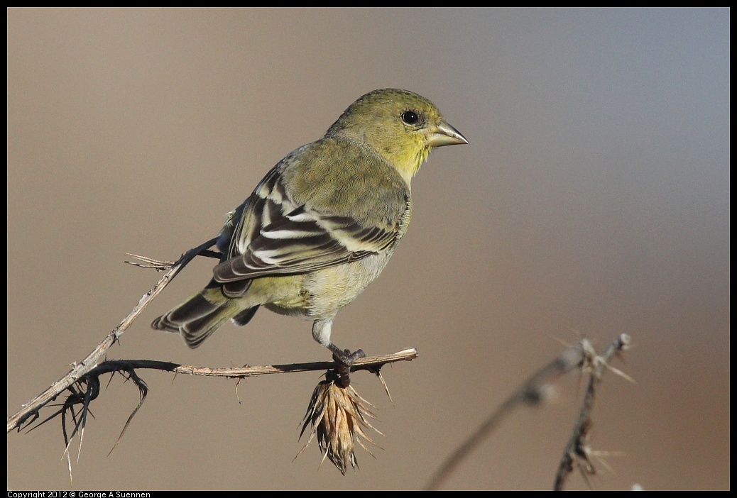 1106-090325-03.jpg - Lesser Goldfinch