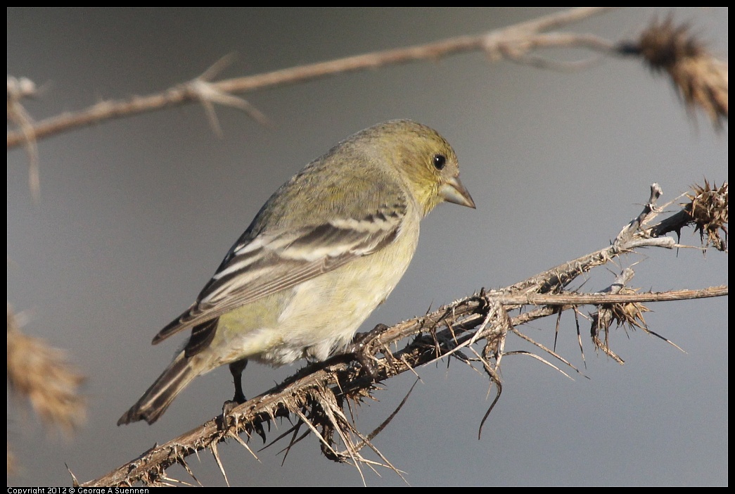 1106-090414-01.jpg - Lesser Goldfinch