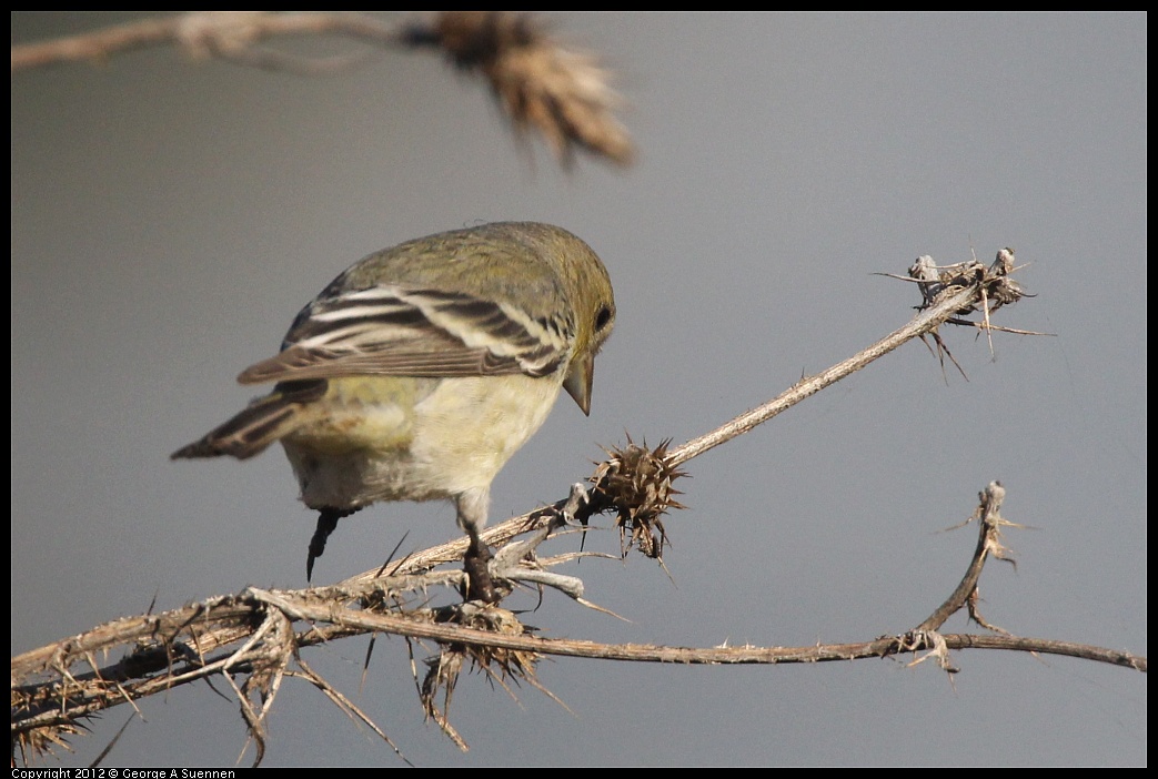 1106-090423-01.jpg - Lesser Goldfinch