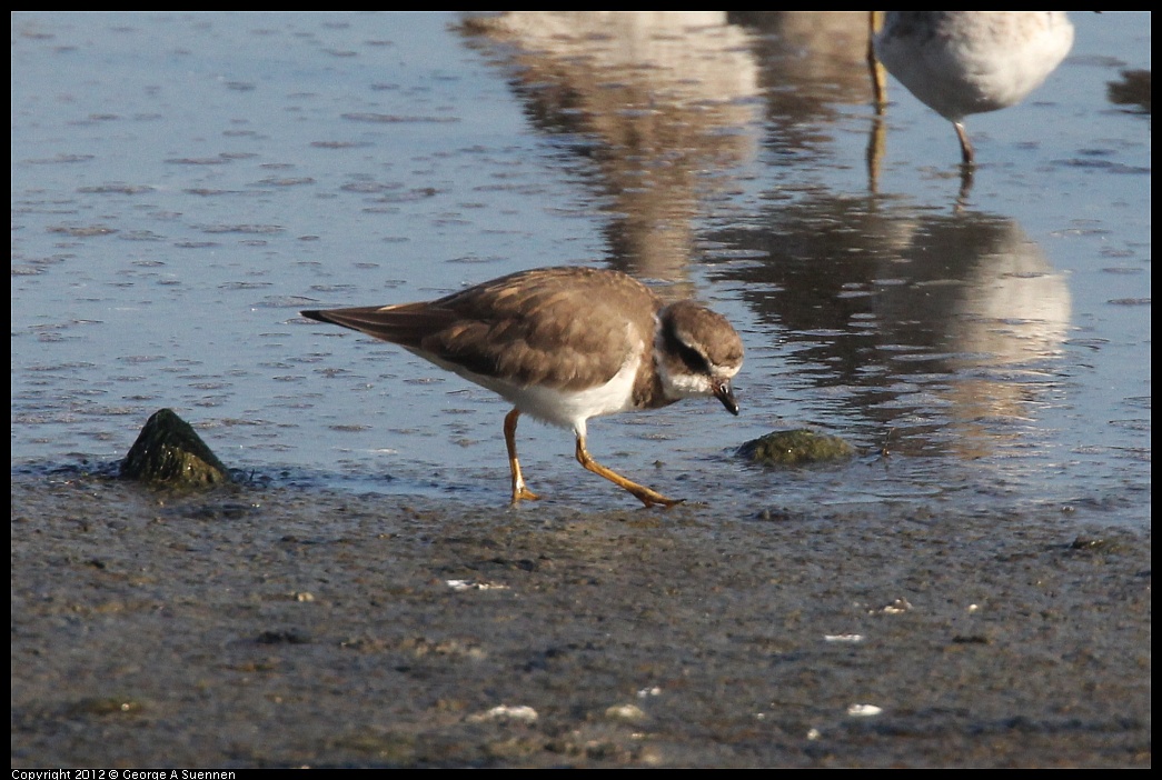 1106-090523-01.jpg - Semipalmated Plover