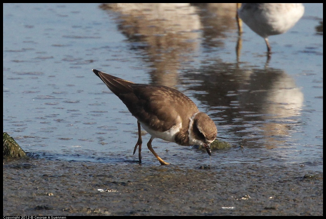 1106-090523-02.jpg - Semipalmated Plover