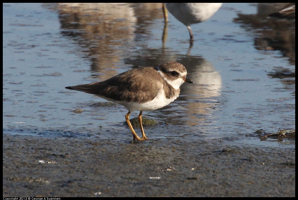 1106-090525-01.jpg - Semipalmated Plover