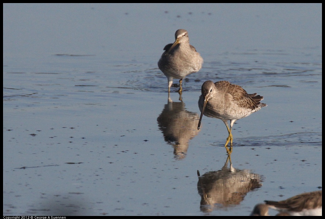 1106-090545-03.jpg - Short-billed Dowitcher