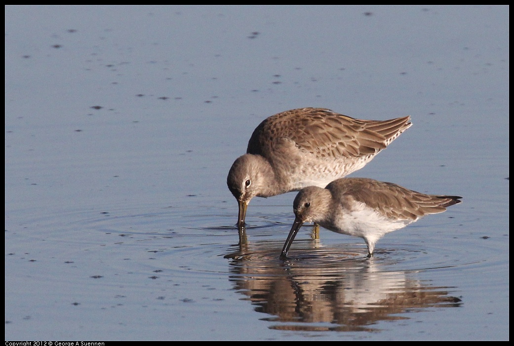 1106-090652-03.jpg - Short-billed Dowitcher and Dunlin