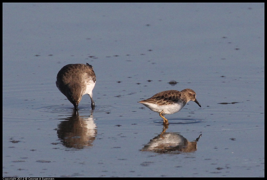 1106-090700-02.jpg - Dunlin and Least Sandpiper