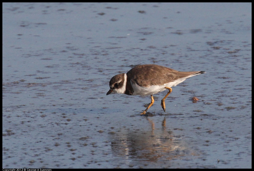 1106-090704-03.jpg - Semipalmated Plover