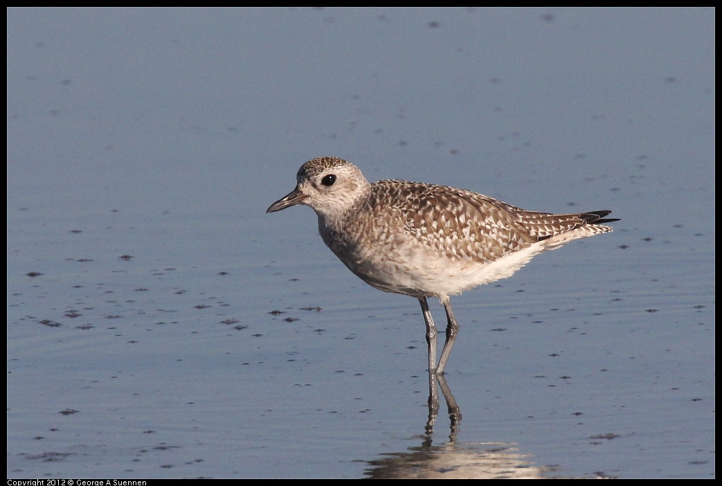 1106-090747-03.jpg - Black-bellied Plover