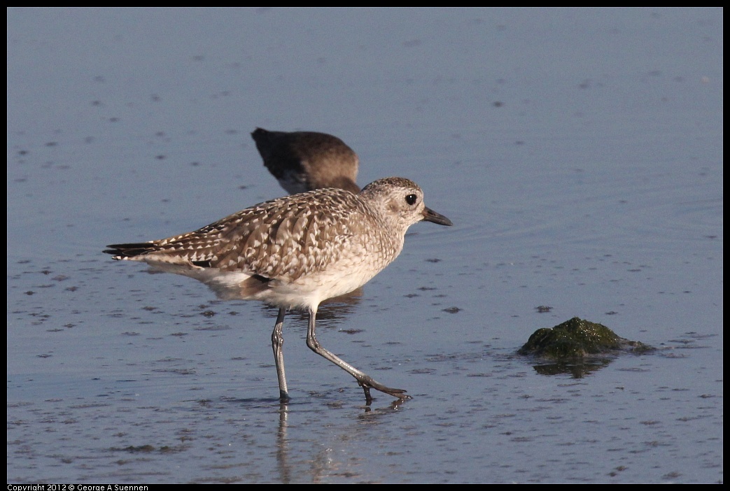 1106-090759-01.jpg - Black-bellied Plover