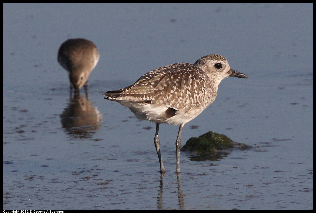 1106-090801-01.jpg - Black-bellied Plover