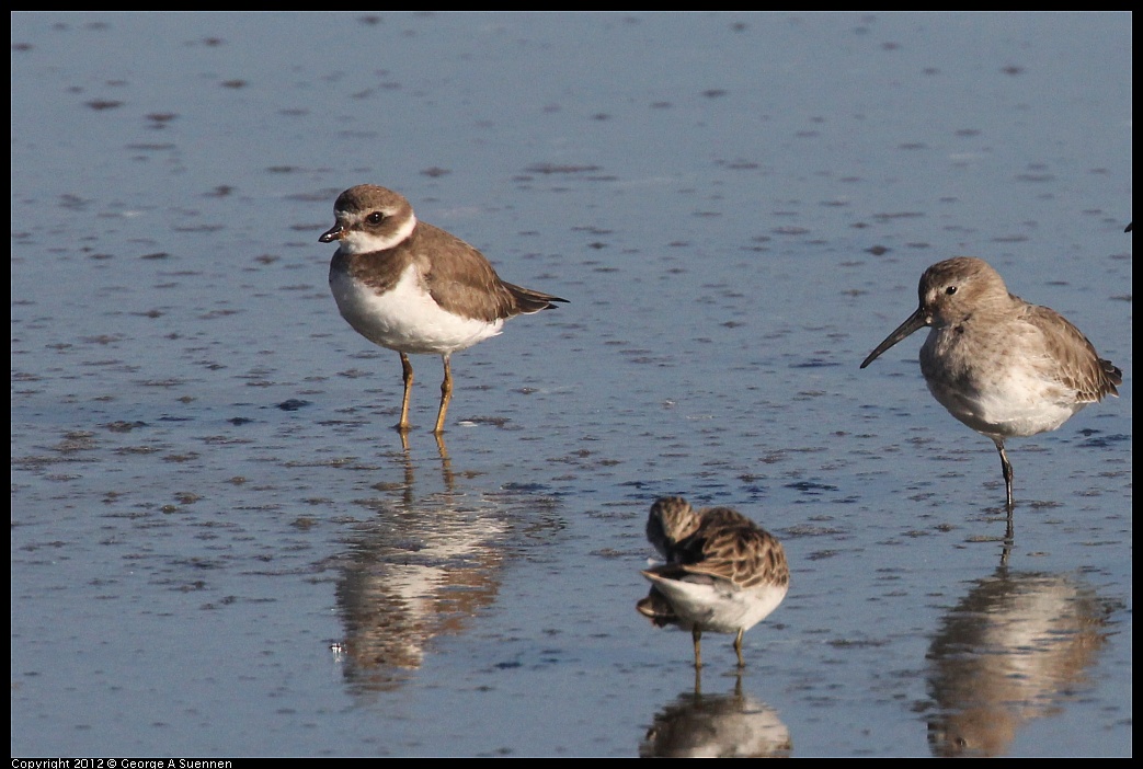 1106-090806-03.jpg - Semipalmated Plover, Dunlin, and Least Sandpiper