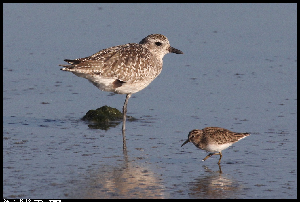 1106-090828-02.jpg - Black-bellied Plover and Least Sandpiper