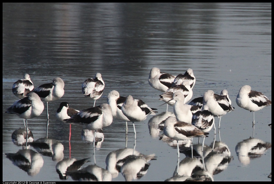 1106-091004-02.jpg - American Avocet