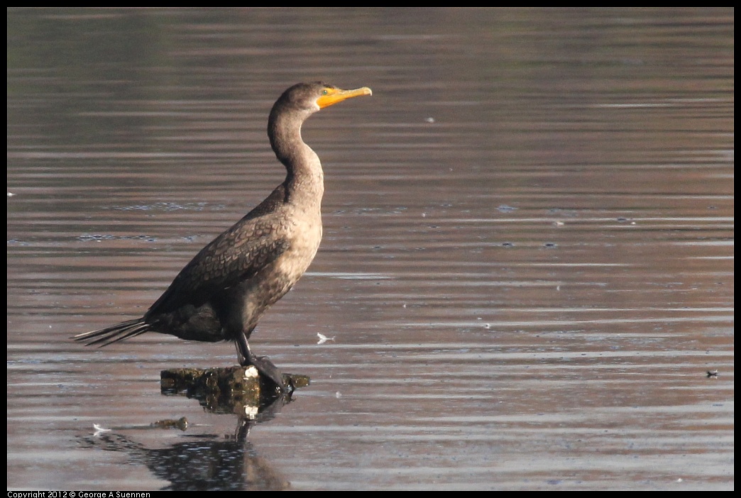 1106-091012-02.jpg - Double-crested Cormorant