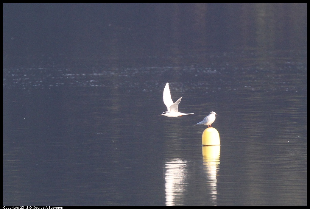 1106-091155-03.jpg - Foster's Tern