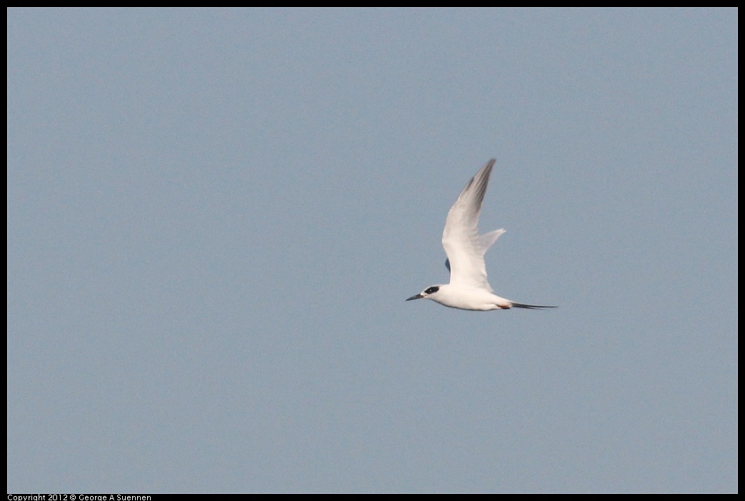 1106-091207-01.jpg - Foster's Tern