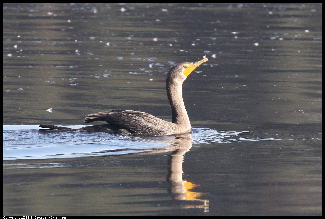 1106-091244-02.jpg - Double-crested Cormorant