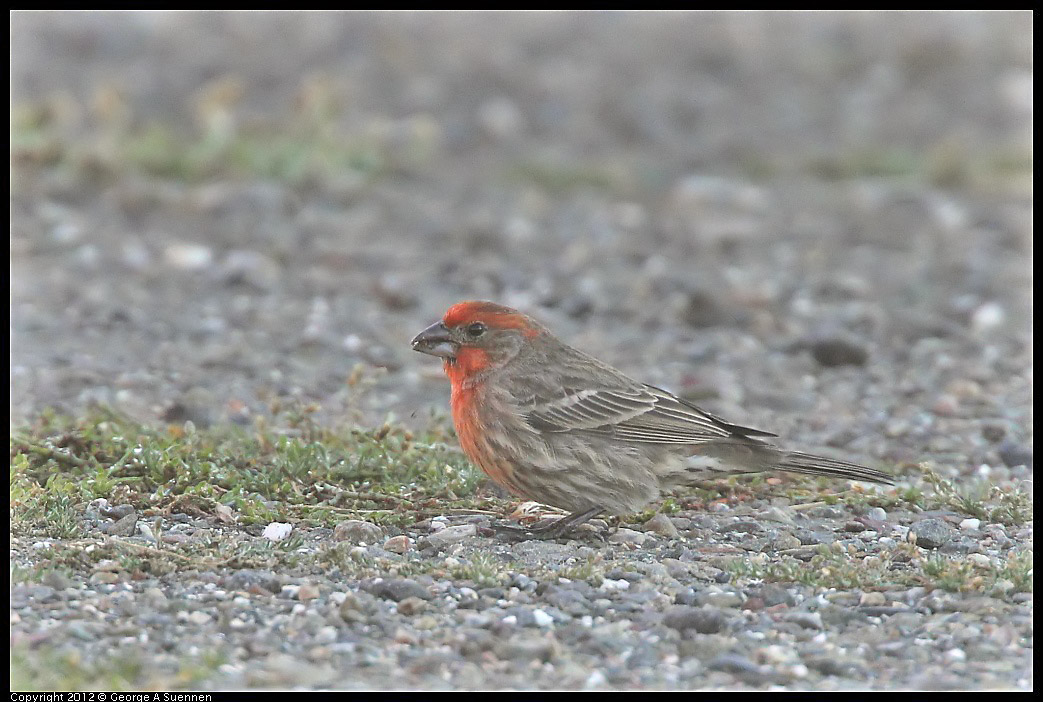 1106-091537-01.jpg - House Finch