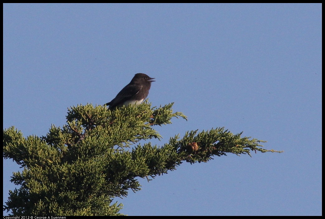 1106-091739-02.jpg - Black Phoebe