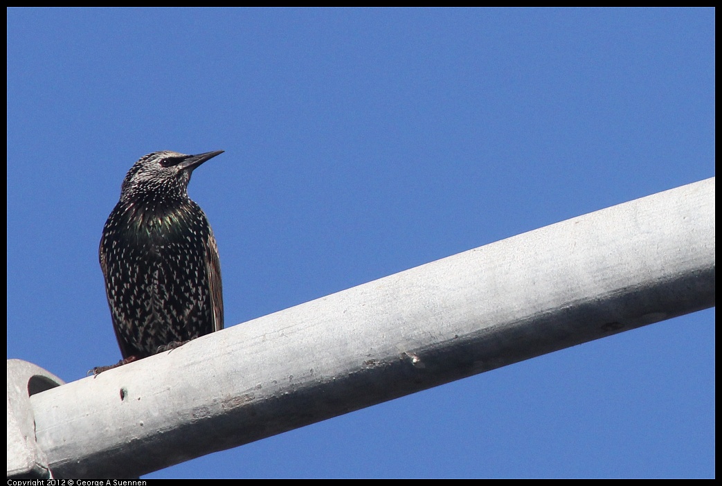 1106-091855-02.jpg - European Starling