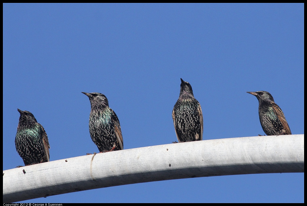 1106-091858-03.jpg - European Starling