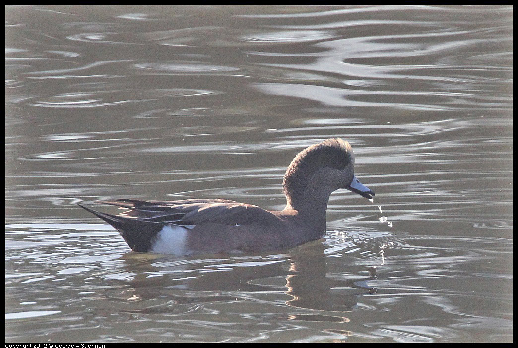 1106-093027-02.jpg - American Wigeon