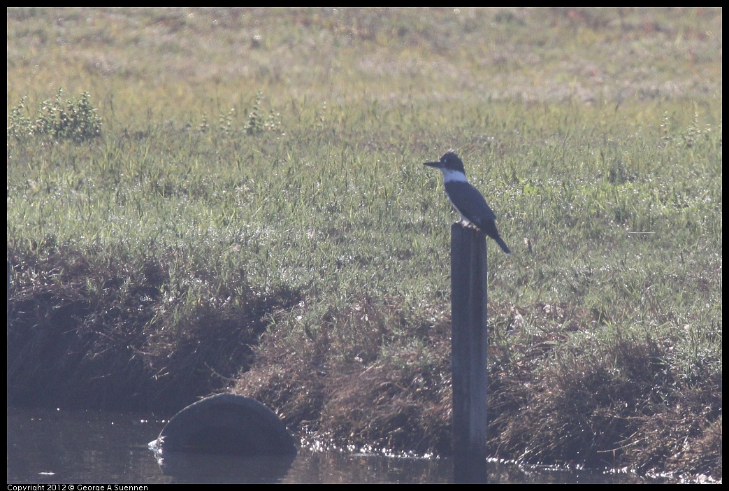 1106-093408-01.jpg - Belted Kingfisher