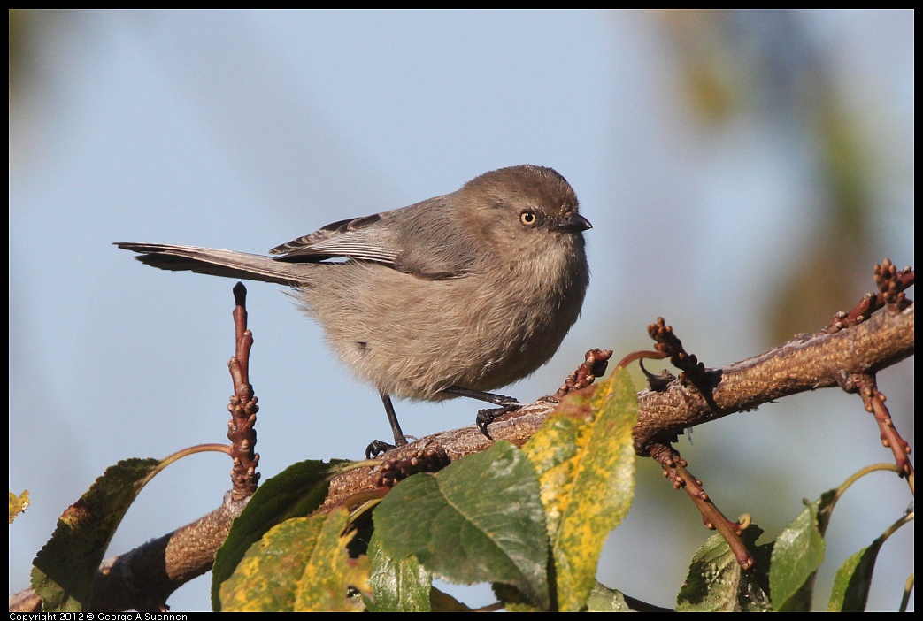 1106-093635-01.jpg - Bushtit