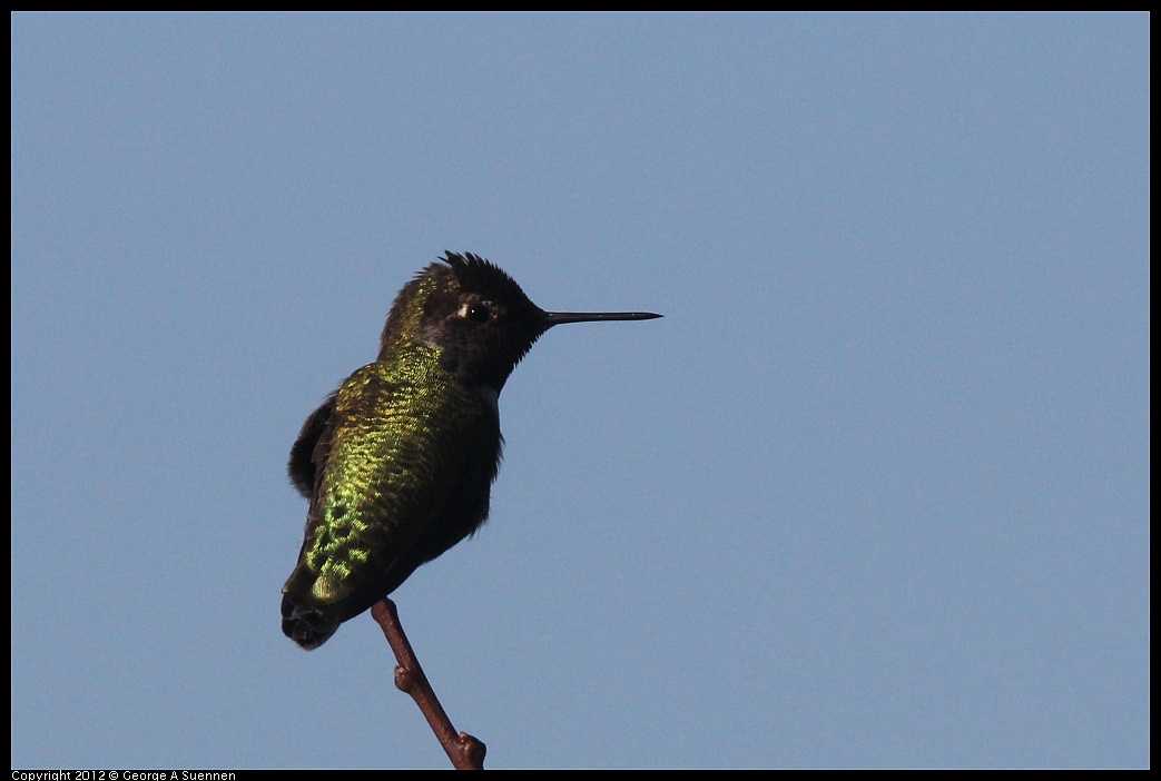 1106-093646-01.jpg - Anna's Hummingbird