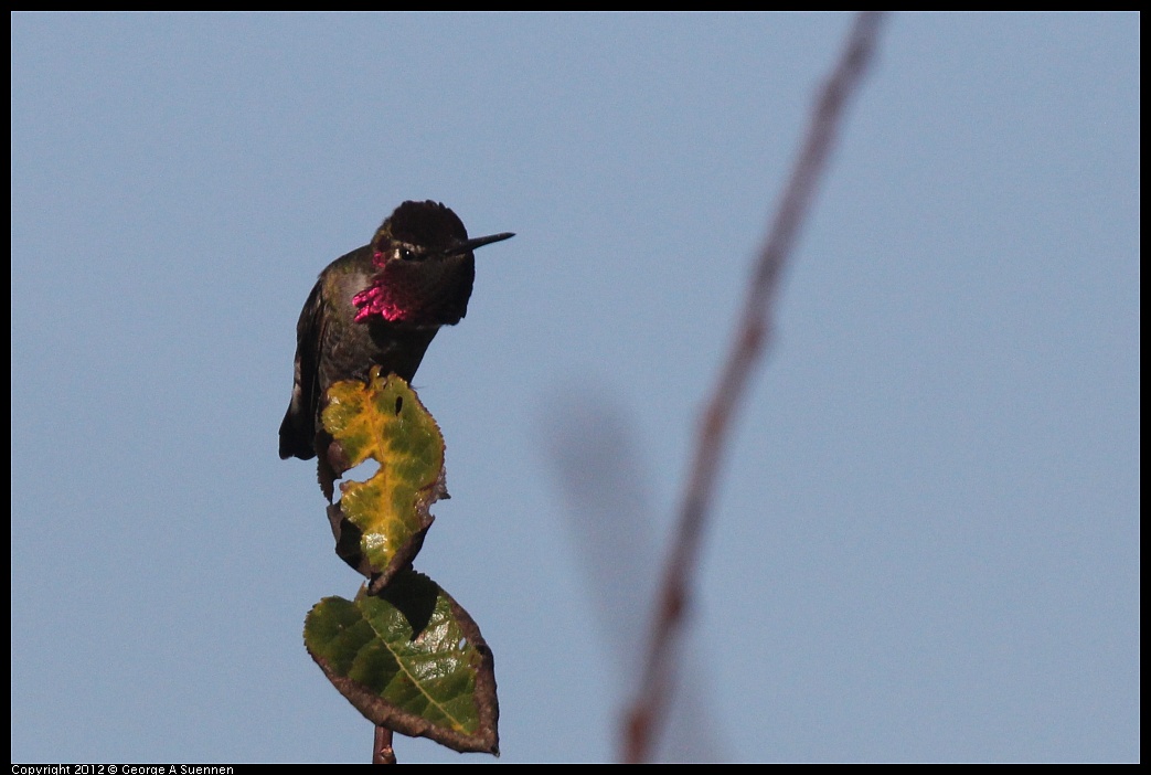 1106-093811-02.jpg - Anna's Hummingbird