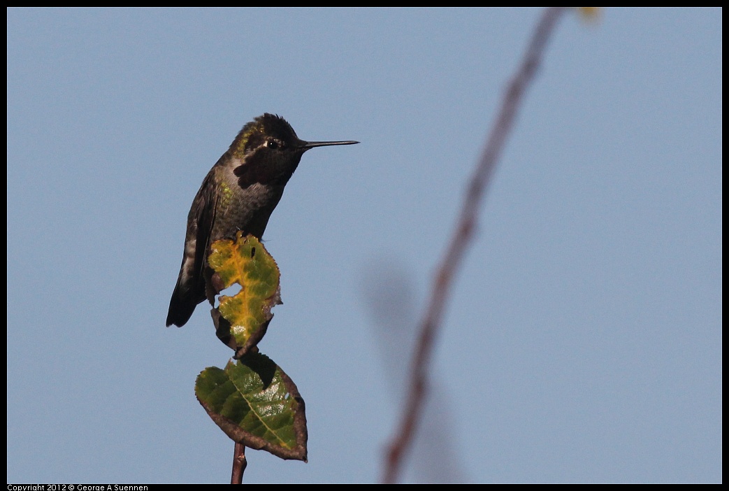 1106-093817-02.jpg - Anna's Hummingbird