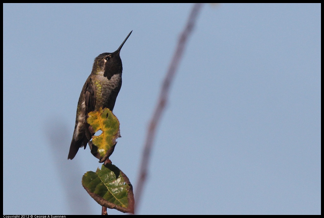 1106-093840-01.jpg - Anna's Hummingbird