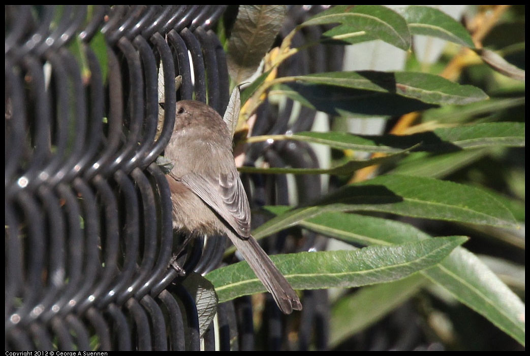 1106-093949-01.jpg - Bushtit