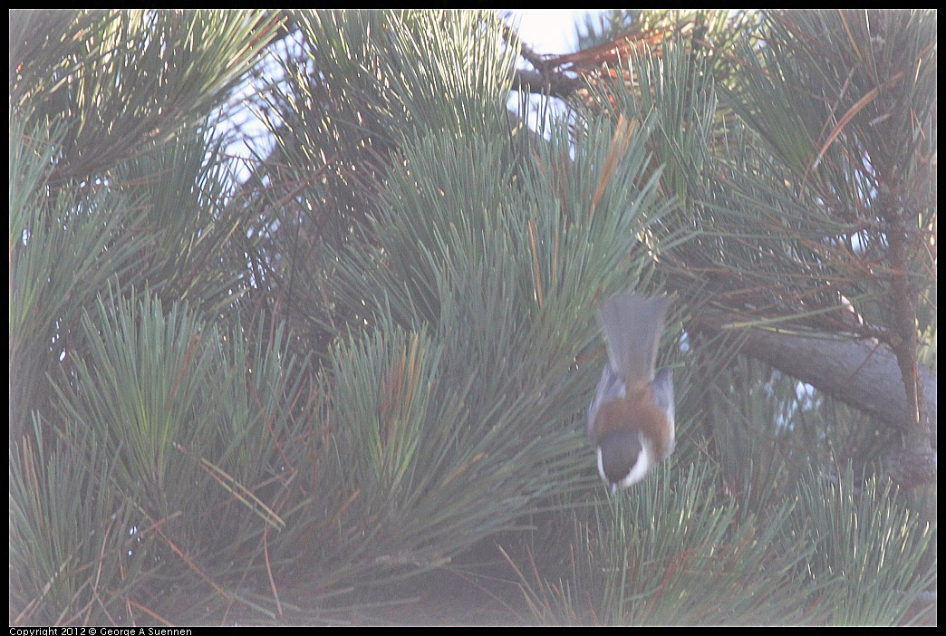 1106-094310-01.jpg - Chestnut-backed Chickadee