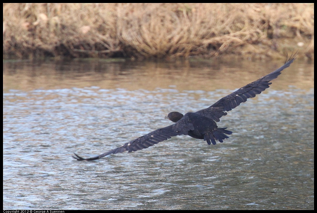 1106-094406-01.jpg - Double-crested Cormorant