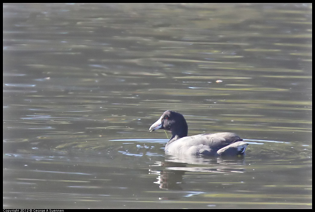 1106-094622-01.jpg - American Coot