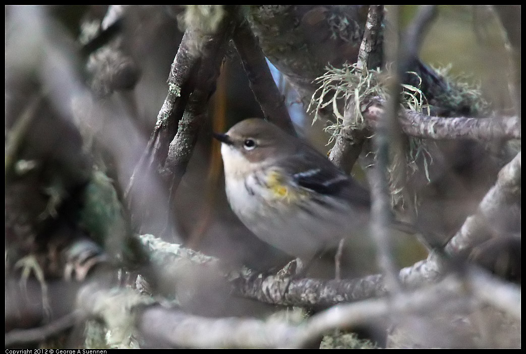 1109-100359-03.jpg - Yellow-rumped Warbler