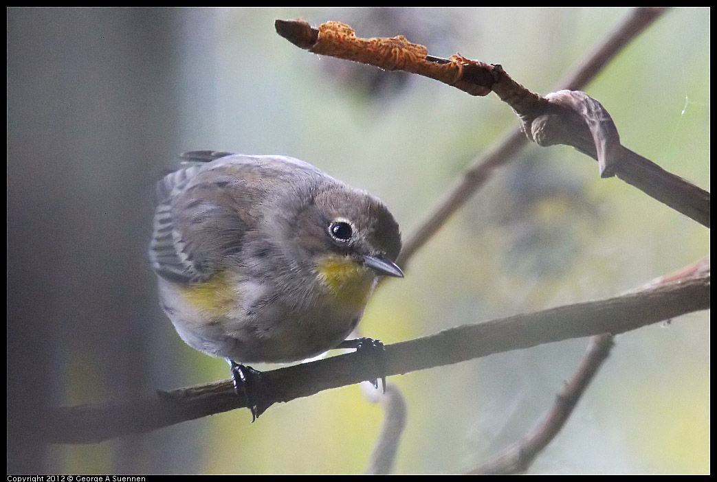 1109-101416-01.jpg - Yellow-rumped Warbler