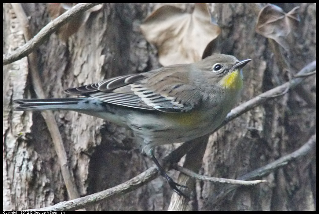 1109-101446-01.jpg - Yellow-rumped Warbler