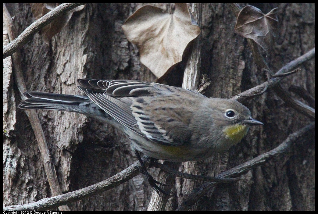 1109-101447-03.jpg - Yellow-rumped Warbler