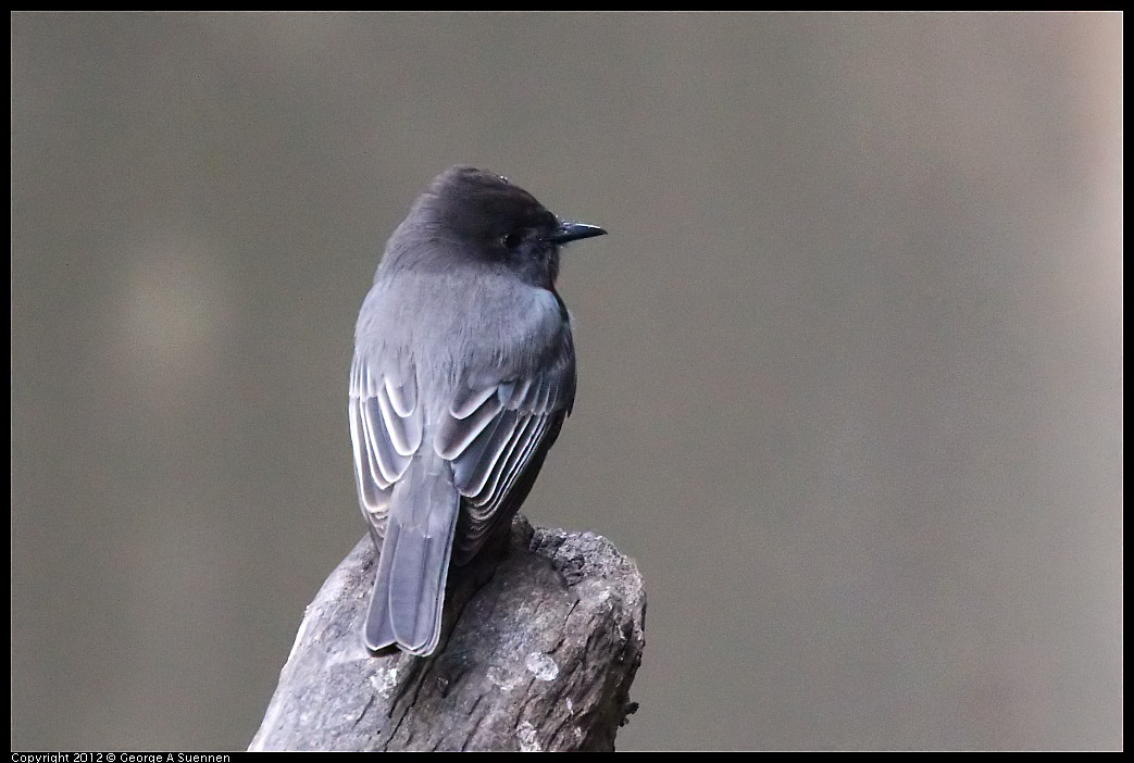 1109-101651-01.jpg - Black Phoebe