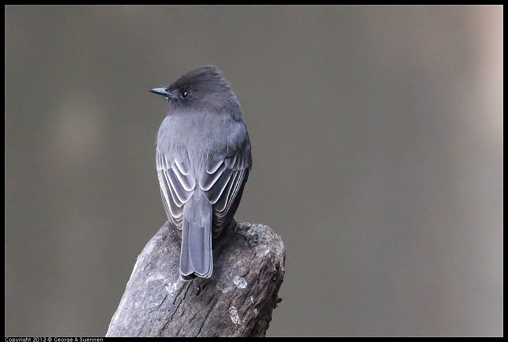 1109-101656-01.jpg - Black Phoebe