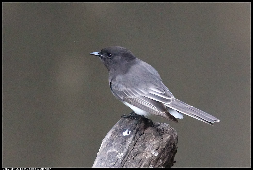 1109-101709-02.jpg - Black Phoebe