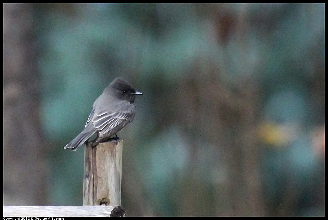 1109-101746-01.jpg - Black Phoebe