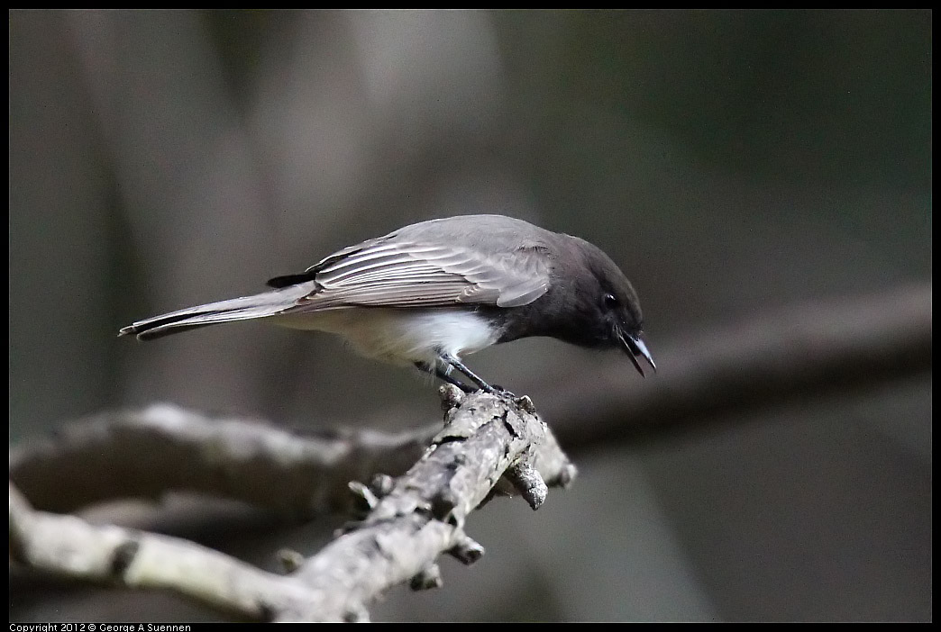 1109-101836-05.jpg - Black Phoebe