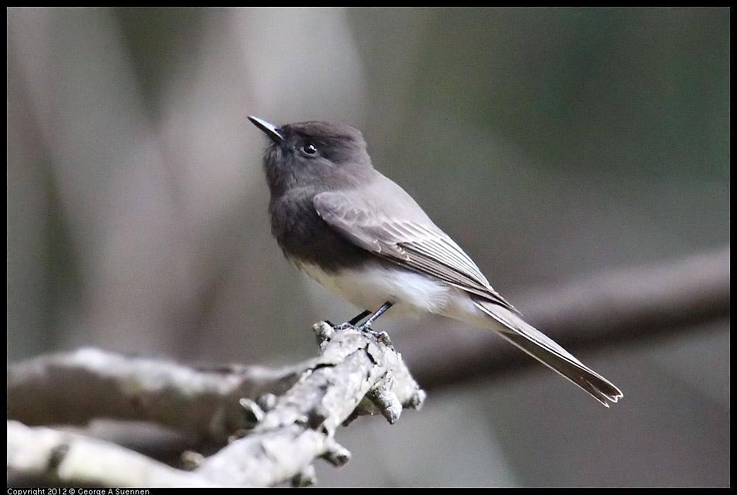 1109-101840-01.jpg - Black Phoebe