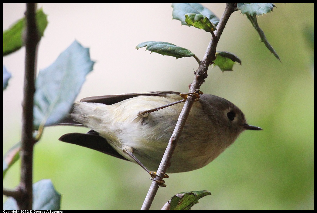 1109-101949-01.jpg - Ruby-crowned Kinglet