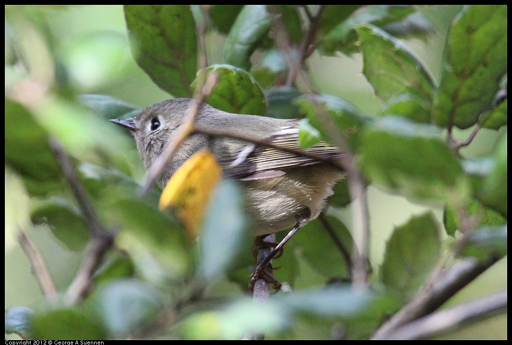 1109-102018-01.jpg - Ruby-crowned Kinglet