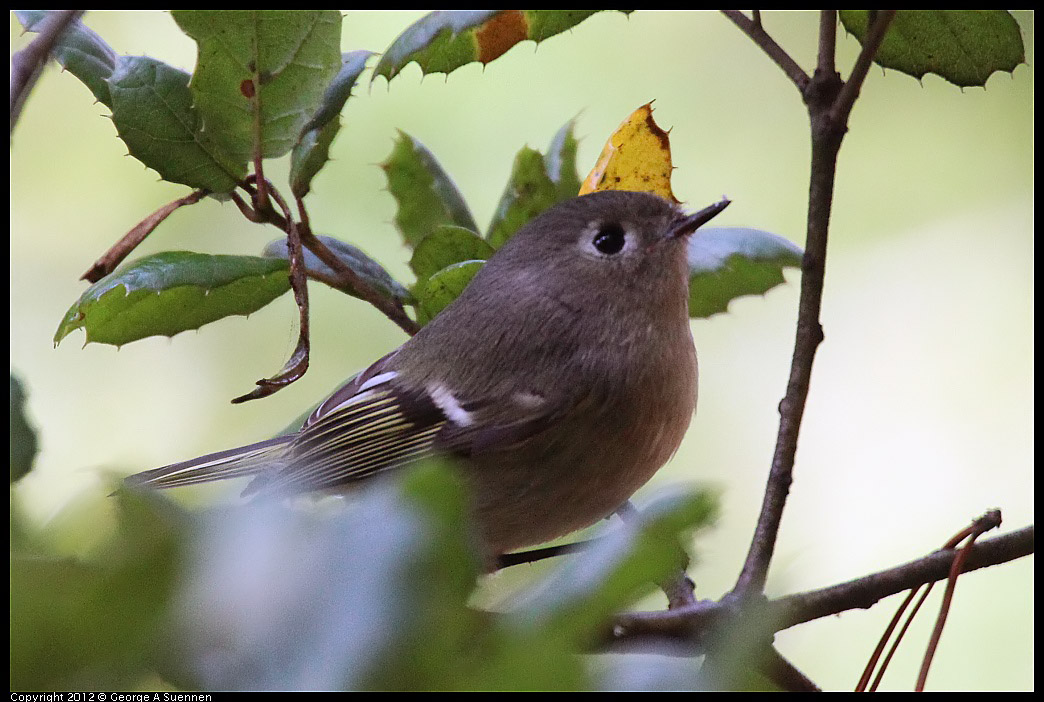 1109-102031-02.jpg - Ruby-crowned Kinglet