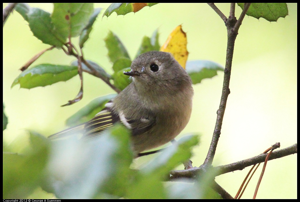 1109-102031-05.jpg - Ruby-crowned Kinglet